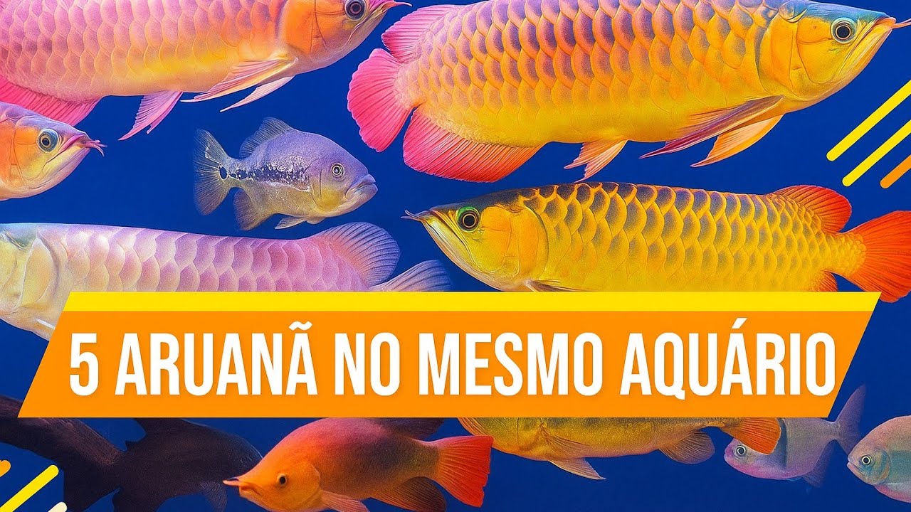 Quanto Custa Uma Aruanã Red?