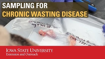 Collecting Lymph Nodes for Chronic Wasting Disease Testing