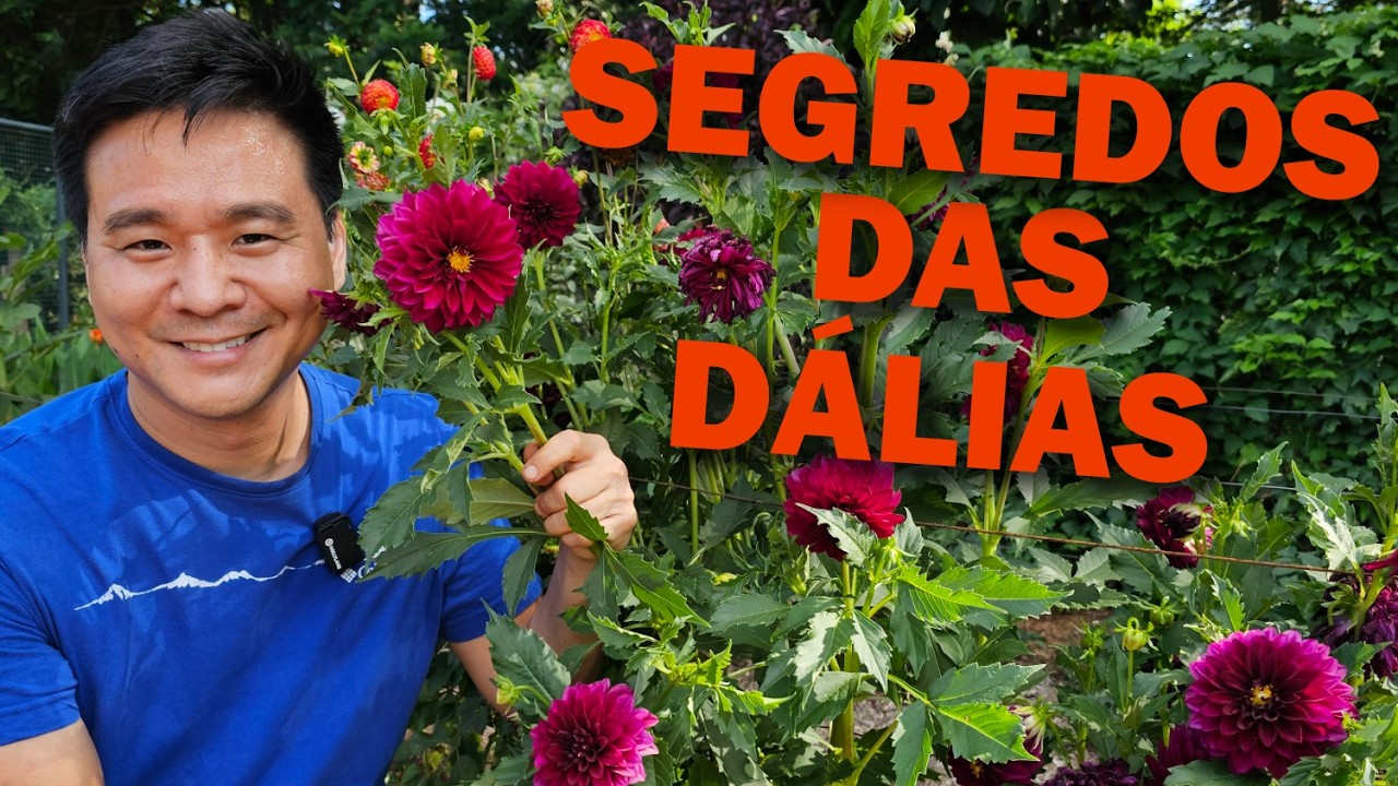 Dálias - Aprenda a cultivar