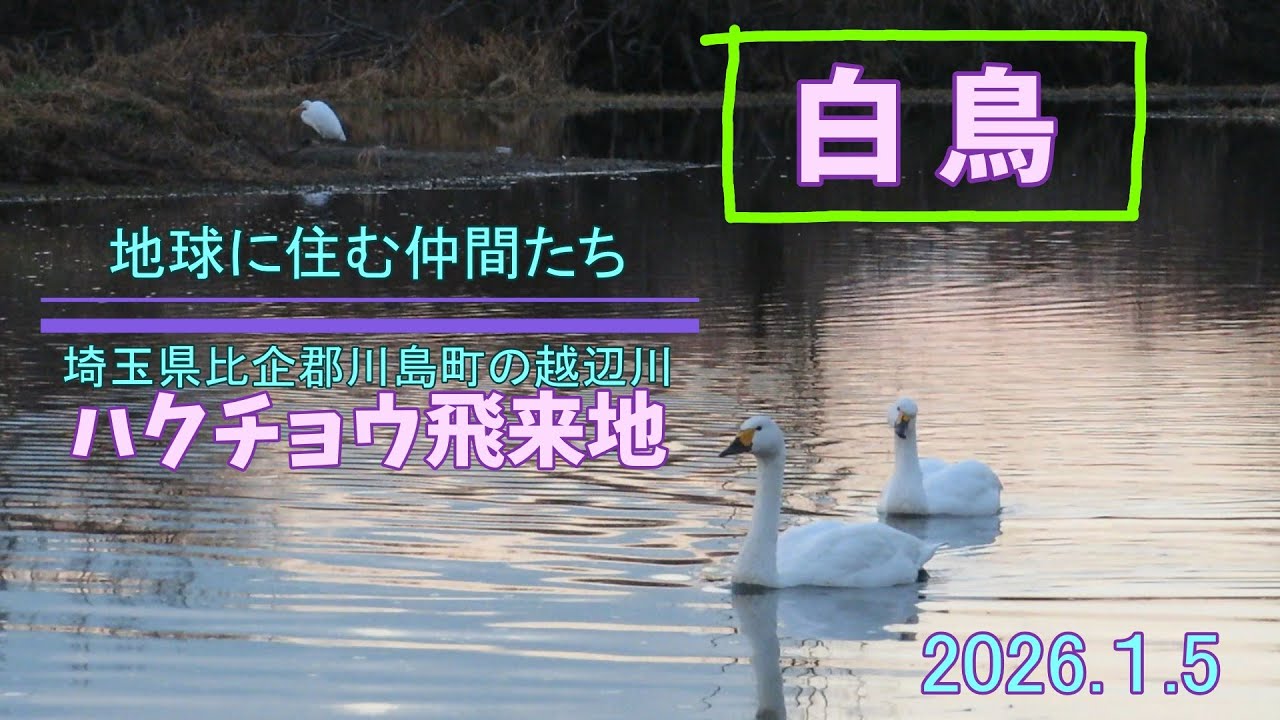 2026ハクチョウ【埼玉県川島町の越辺川】