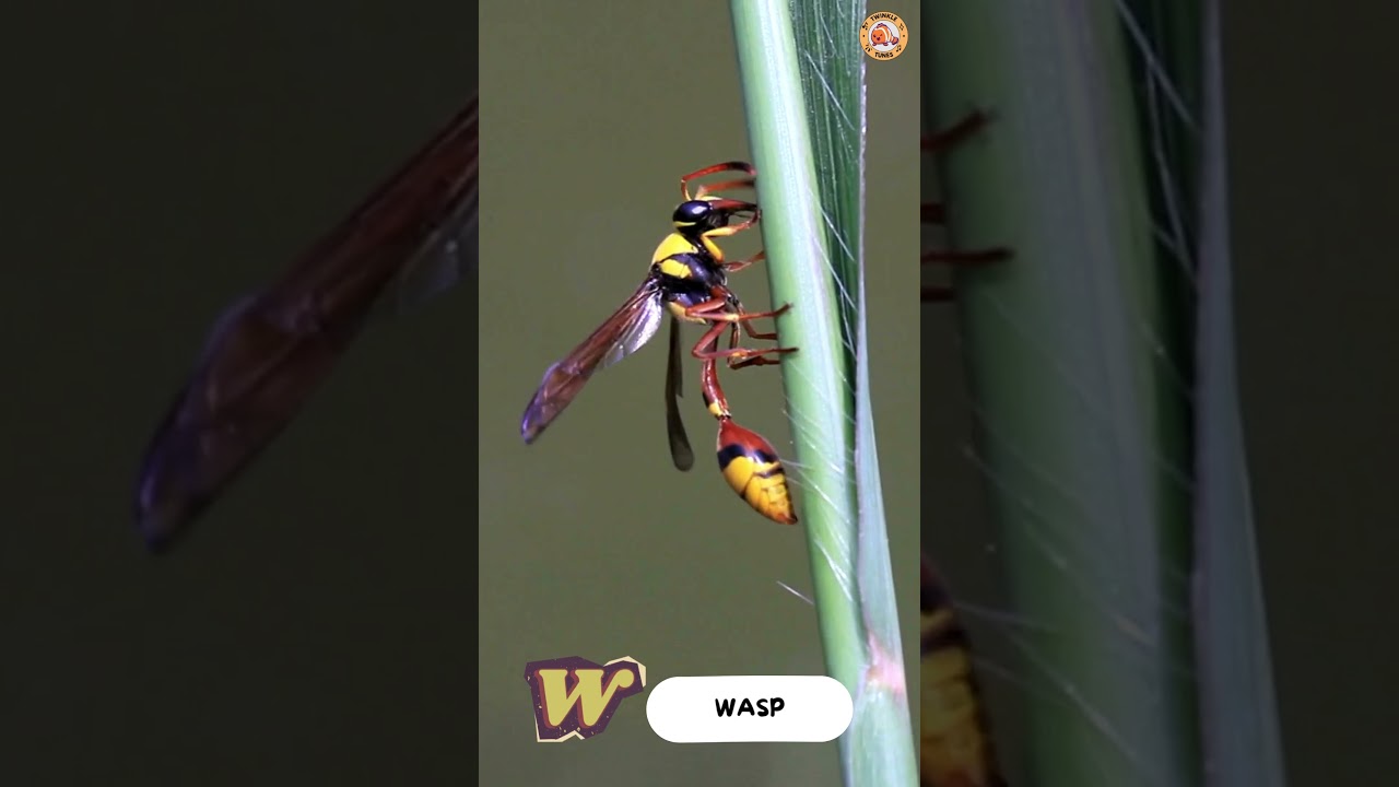 ABC Insect Alphabet Song - Part 3: T to Z - 