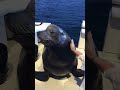 Meeting a sea lion named Poncho in Cabo San Lucas Mexico
