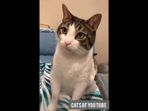 Funny Cats|If This Is My Cat,Then Who The Fuck Is That|Funniest Cat Video 2020|Cat Memes Laugh LOL