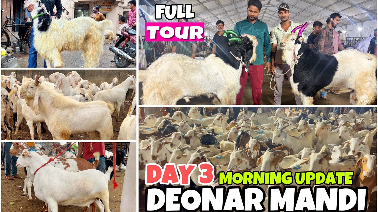 DEONAR BAKRA MANDI DAY3 2025 , NAYAAB BARBARE AUR KOTE , LATEST LIVE UPDATE
