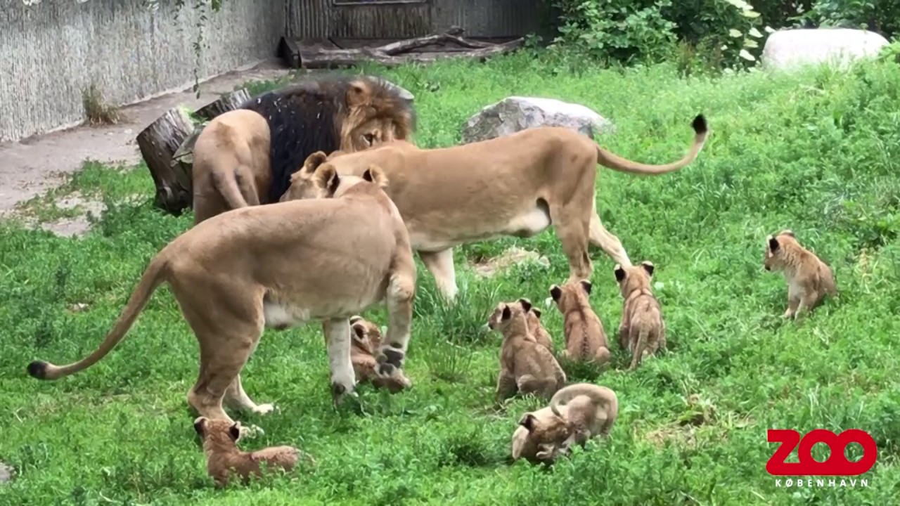 Løvefamilien genforenes | Copenhagen Zoo