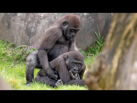 Gorilla making love | Gorilla breeding |Gorilla Mating {How Gorilla make a babies}