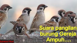 suara pikat gereja paling ampuh#burunggerejagacor #burunggereja