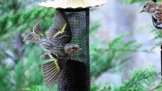 Pine Siskins are gregarious little streaky brown finches with yellow highlights that love to feast on thistle seed. One of the Pine 