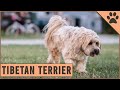 Tibetan Terrier Dog Breed - Everything You Need To Know の動画、YouTube動画。