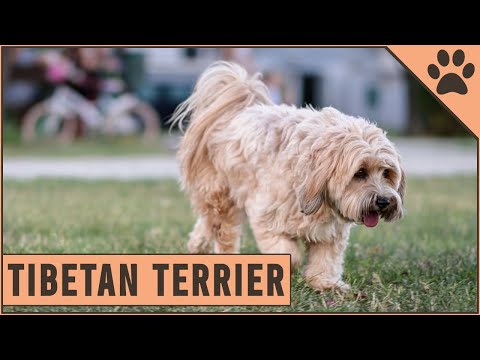 Tibetan Terrier Dog Breed - Everything You Need To Know