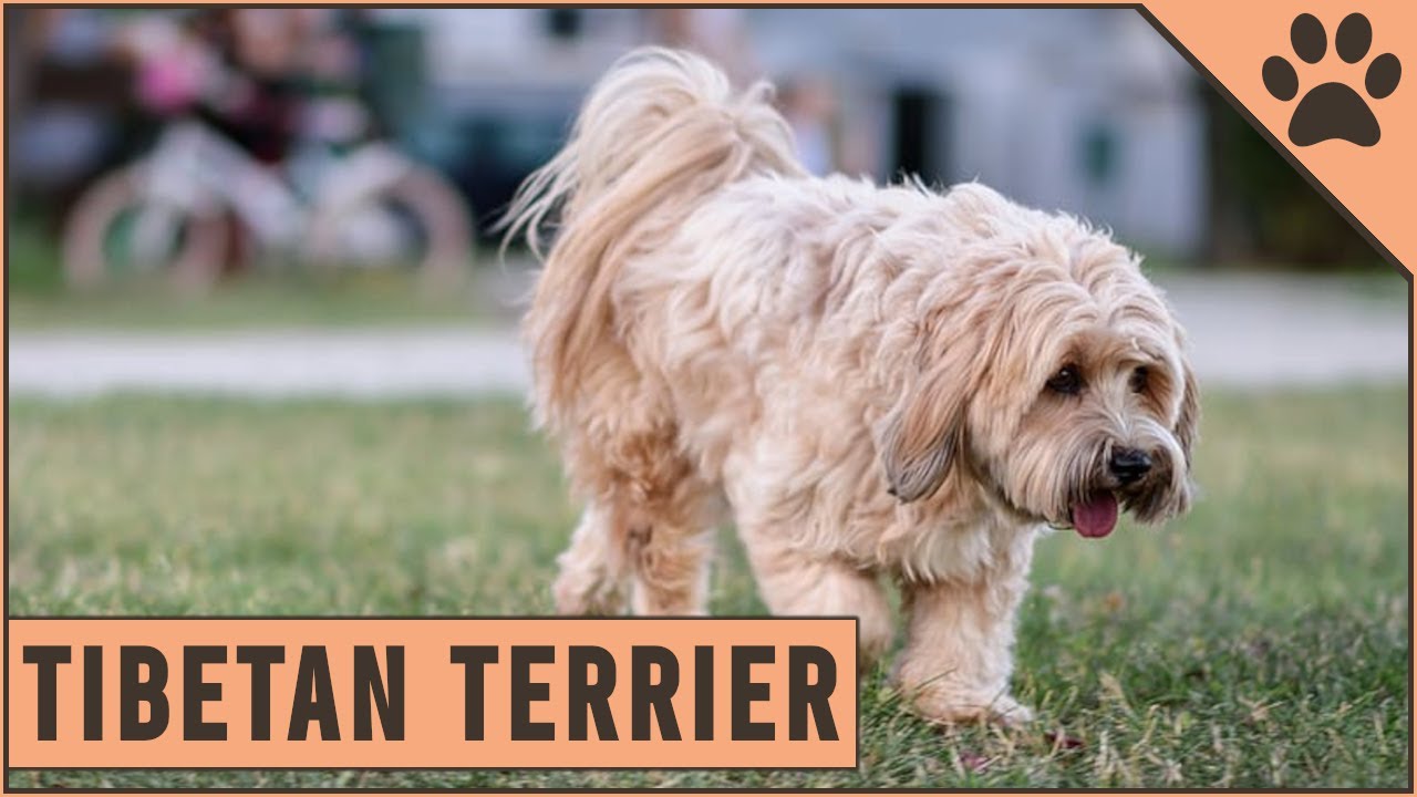 tibetan terrier dogs 101