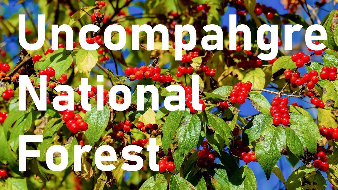 Camping in National Forest YouTube