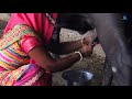 Buffalo Milking ||  Indian Women Buffalo Milking  By Hand || Indian Village Life Vlog