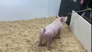 showpig.com