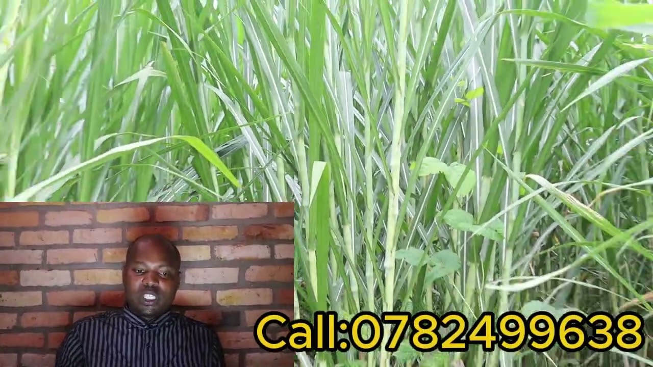 📛VIDEO:DORE URUBINGO RWA 1 MUBWOROZI BWAMATUNGO UKWIYE GUHINGA NTARUNDI URETSE SUPER NAPIER