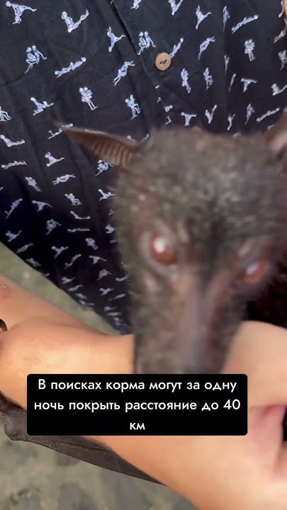Летучие собаки 🦇 - YouTube