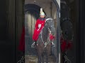 Royal Beauty — The King’s Guard Horse in London 🐎👑
