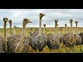 Ostrich Farm دراسة جدوى مشروع تربية وتسمين النعام 2025 بالأرقام 