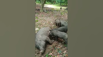 world largest pig farm in china | pig farms in andhra pradesh#boar#hog #pigs #baby pigs #shorts