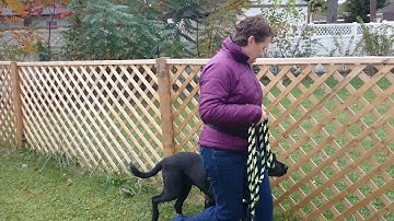 Look at That (LAT) - Engage/Disengage Exercise with Lovie