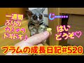 Bushbaby Plum's Growth Diary ショウガラゴ プラムの成長日記 #520