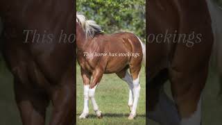 Let’s confuse the non-equestrians!