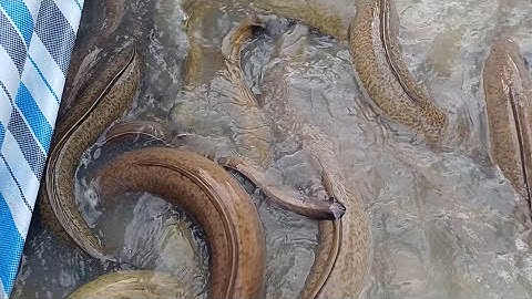 Sức lớn của cá chình bông nuôi tại Cà Mau - con to nhất đến 15kg