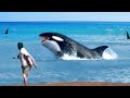 50 Interesting Animal Moments Filmed On The Beach