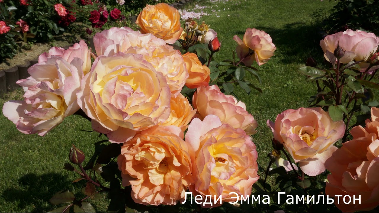 Краткий обзор розы Леди Эмма Гамильтон (Английская) -  Lady Emma Hamilton (Austin 2005)