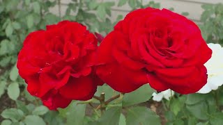 Royal Rosarians begin judging Portland rose gardens
