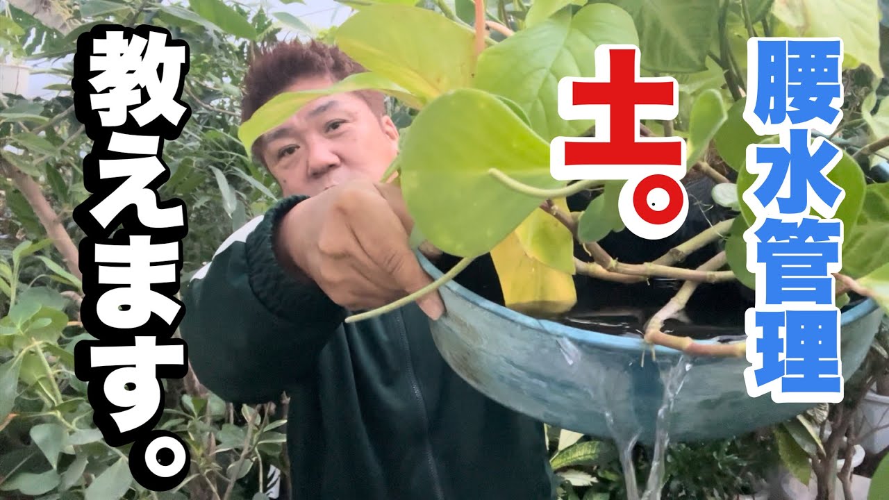 腰水管理する時の土。教えます。