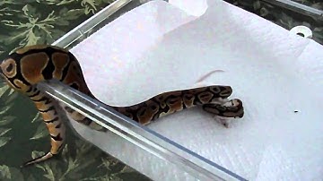 Ball Python striking and constricting a mouse.