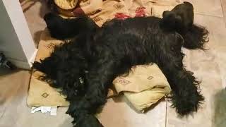 Briard pups at 4 weeks by Lebec Briards 64 views 4 years ago 24 seconds