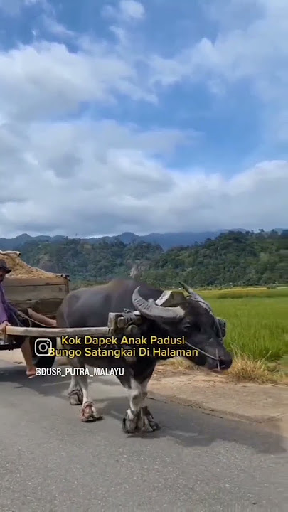 Pituah Untuk Anak Laki laki Jo Padusi #minangkabau #pituah #subscribe #shorts
