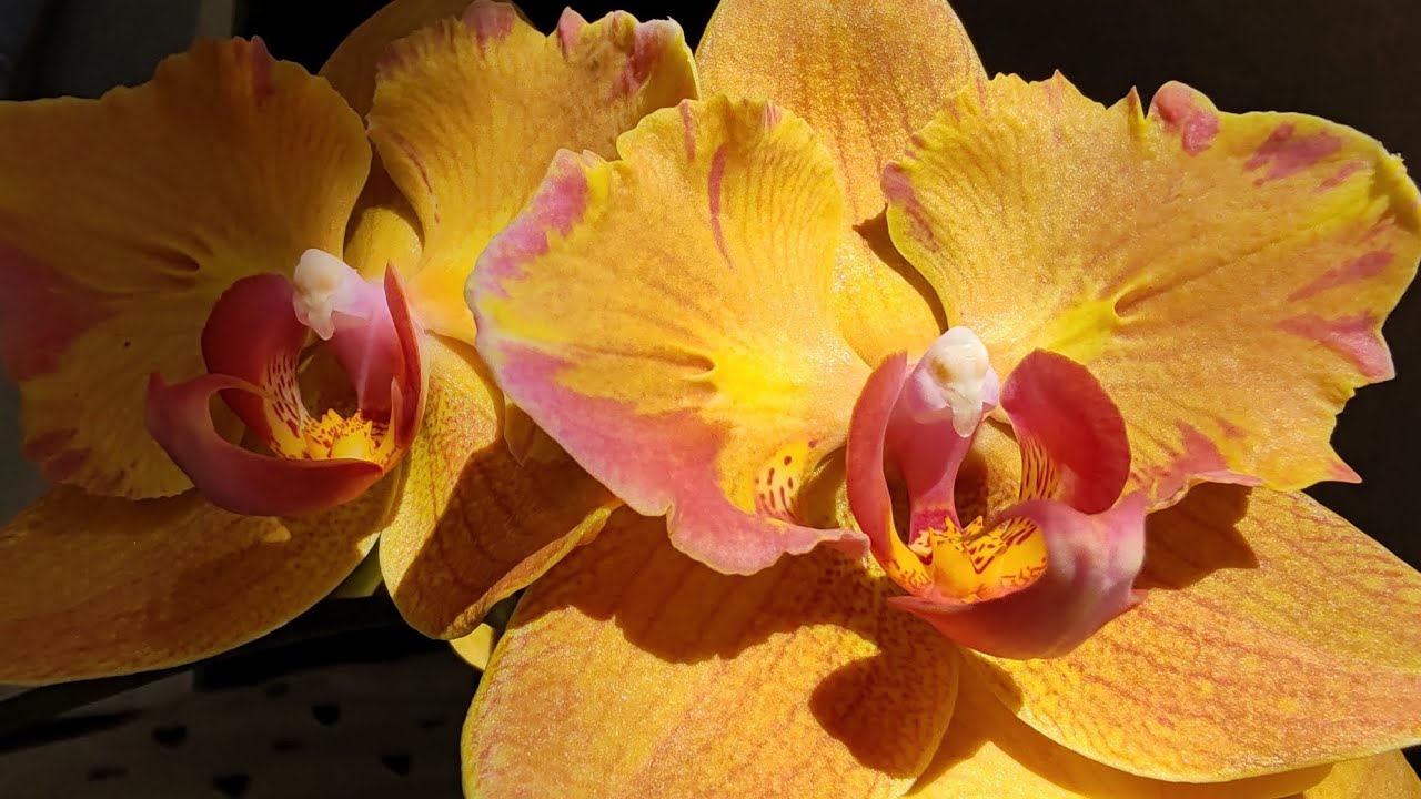 Цветущий сентябрь 🍂🍁#фаленопсис #orchid #цветы #peloric #бабочка #орхидея 