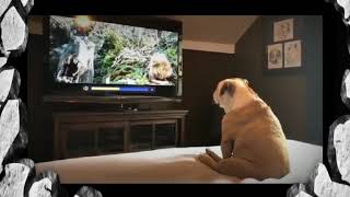 DIAM DIAM ANJING NONTON TV TERBAWA EMOSI LUCU BANGET