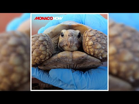 Video: African spurred tortoise endangered?