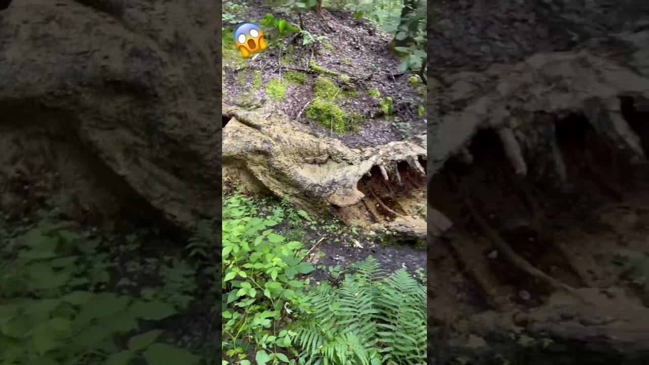 Bikin Takjuub..Fosil Hewan Purba Ini Masih Terlihat Utuh 