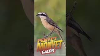 Burung Pentet Monyet Gacor