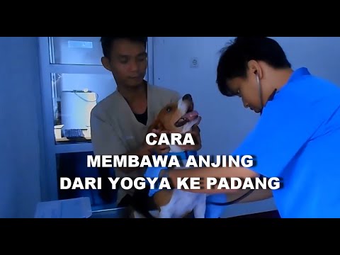 Video: Cara Mengarantina Hewan Peliharaan Anda