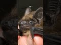 serotine bat🦇🩶🤎 #bats #ilovebats #ilovebats #wildlife