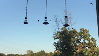 Fall Migration