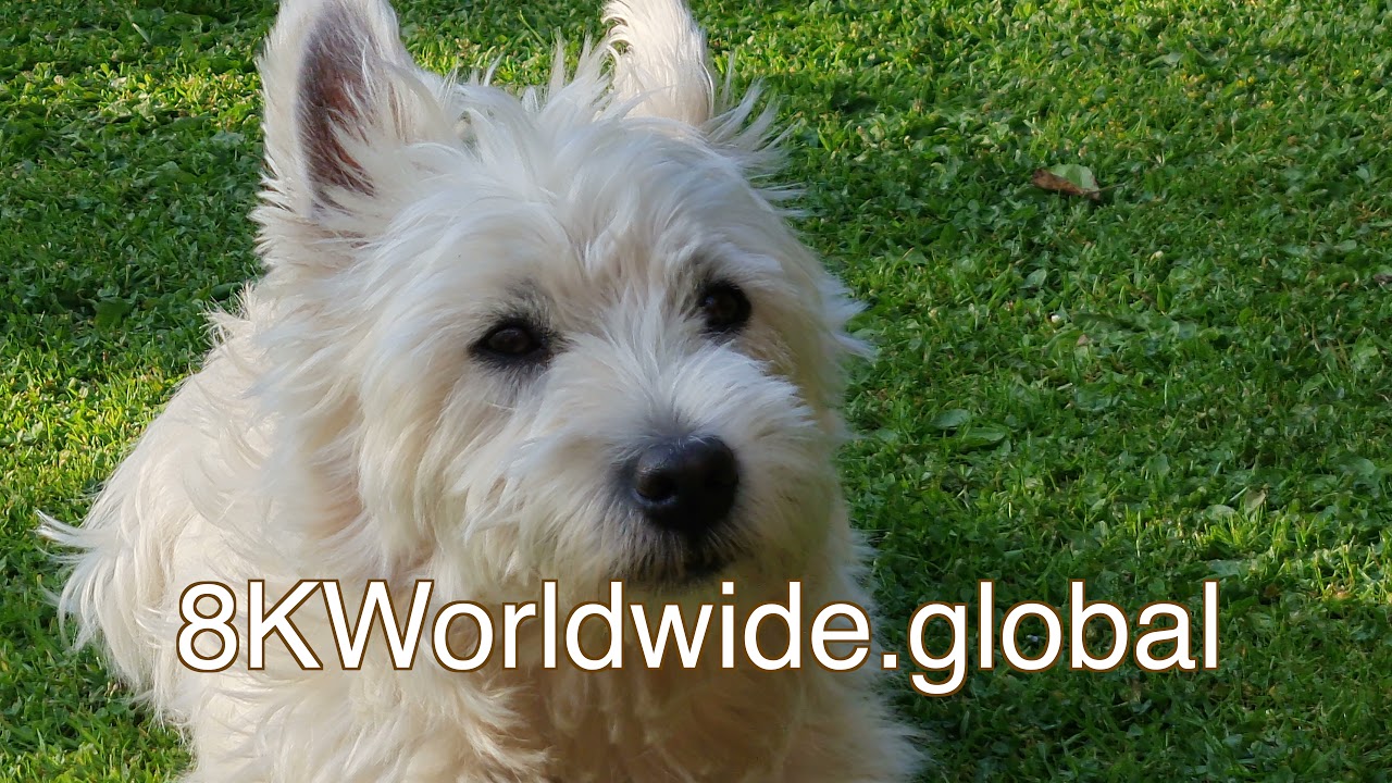 CJK577.  8K.  Animals.  Dog.  West Highland Terrier.   H.264 Mp4  Fps 24p