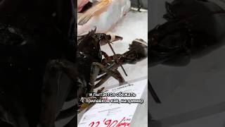 Лобстеры сбегают с прилавка! Шок от рыбного магазина в Испании 🦞