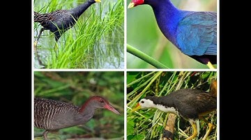 file tiếng chim tổng hợp 6 loại để đánh lưới đêm! ae nào cần thì liên hệ với mình nhé