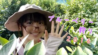 ブルーベリー狩りに行ってきました！ ～blueberry picking 2016～