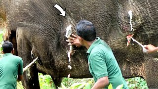 Elephant begging for life with traumatic Abscess successfully treated & given a chance to live again