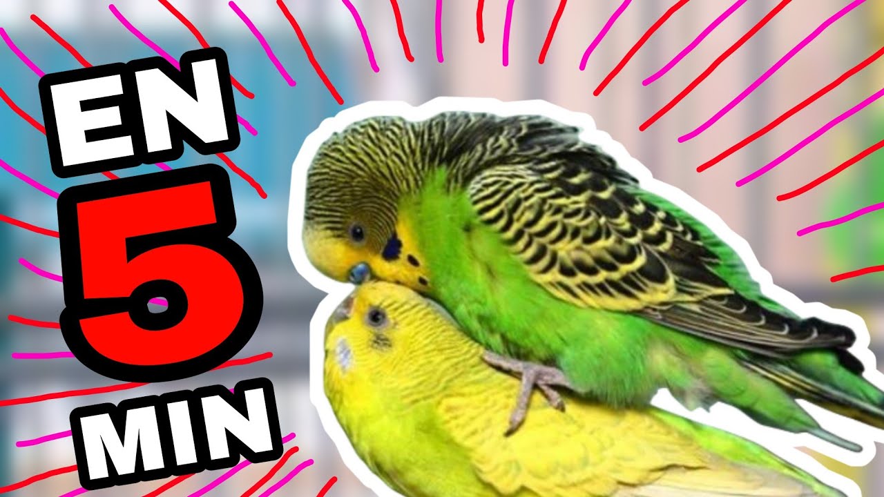 REPRODUCE A TUS PERIQUITOS EN CINCO MINUTOS CON ESTE PODEROSO AUDIO