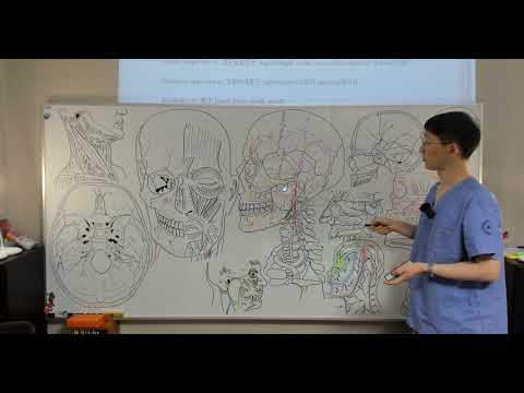 해부학 강의 anatomy lecture 두경부 head and neck #3