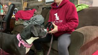 Full Muzzle Conditioning Refresher Session News